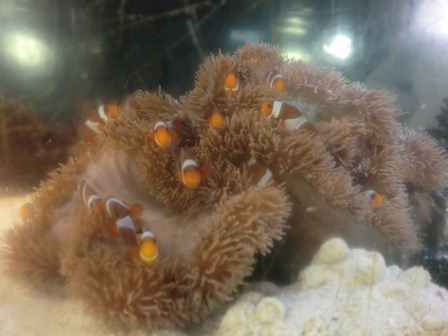 長高水族館　ニモ